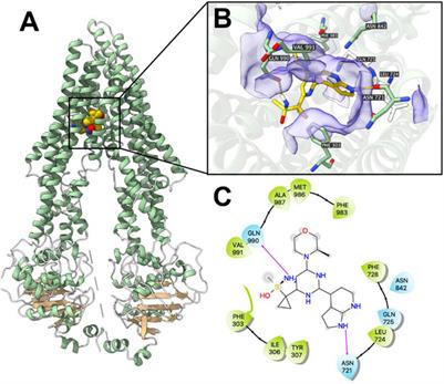 Multidrug resistance transporters P-gp and BCRP limit the efficacy of ATR inhibitor ceralasertib in cancer cells